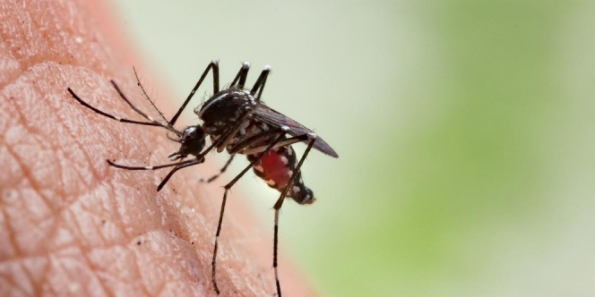 Penyebab HIV AIDS Bisa dari Gigitan Nyamuk, Yang Benar Aja?