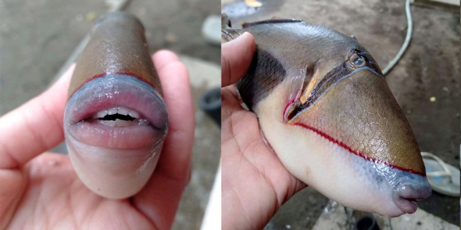 Ikan Unik Ini Punya Bibir yang Seksi, Nggak Kalah Ya sama Angelina Jolie