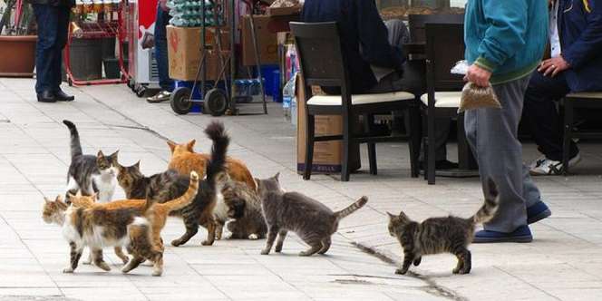 Kota Indah di Turki Ini Dijuluki Sebagai Kotanya Kucing