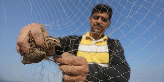 Bukan Lagi Cari Ikan, Warga Palestina Pilih Gunakan Jaring untuk Tangkap Burung Puyuh