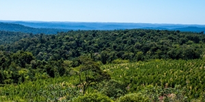 Ini Lho 9 Hutan Terluas di Dunia, Indonesia Nomor Berapa Nih? 