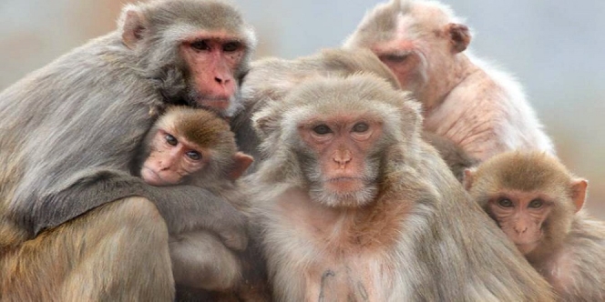 Sepi Turis Akibat Corona, Ribuan Monyet di Thailand Semburat Keluar Sarang karena Kelaparan