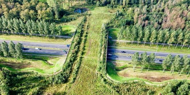 Belanda Punya 600 Jembatan Khusus Untuk Hewan, Kok Kepikiran Ya?