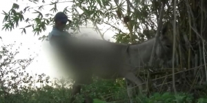 Di Kolombia Ada Tradisi Bersetubuh Dengan Keledai, Biar Apa Coba?