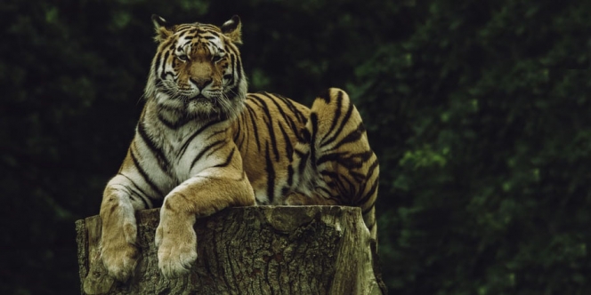 Sering Batuk-Batuk, Harimau di Kebun Binatang New York Positif Corona