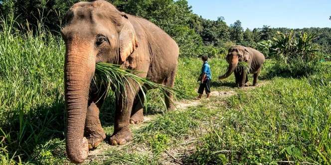 Tutup Akses Bagi Turis, Gajah-Gajah di Thailand Terancam Kelaparan