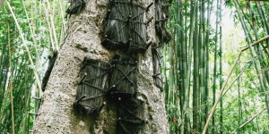 Serem Banget, Pohon Tarra di Toraja Ini jadi Kuburan untuk Jasad Bayi