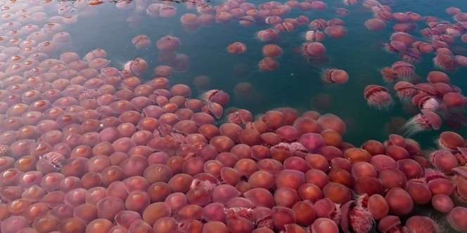 Sepi Pengunjung Akibat Corona, Pantai Ini Justru Dipenuhi Ubur-Ubur Pink! Mumpung Gak Ada Turis nih!