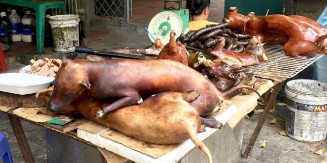 Sering Dikonsumsi, Pemerintah Cina Kini Pertimbangkan Larangan Konsumsi Daging Anjing