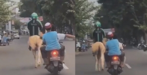 Kocak! Bukan Lagi Mobil atau Motor, Driver Ojol Ini Tunggangi Kuda! Netizen: Layanan Baru Grabhorse?