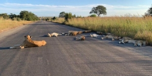 Afrika Selatan Lockdown, Kawanan Singa Asyik Rebahan di Jalan Raya