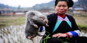 Sebelum Virus Corona Datang, Tikus Bambu Adalah Makanan Favorit di Negara China