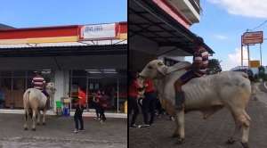 Kocak, Bapak-Bapak Santuy ke Supermarket Naik Sapi , Tukang Parkirnya Auto Ngalah!