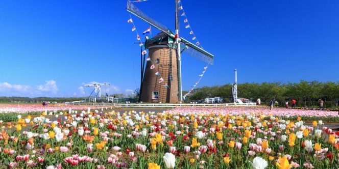 Cegah Wisatawan Datang, Wisata Bunga Ini Memilih Memangkas Semua Tulip Miliknya! Sayang Banget