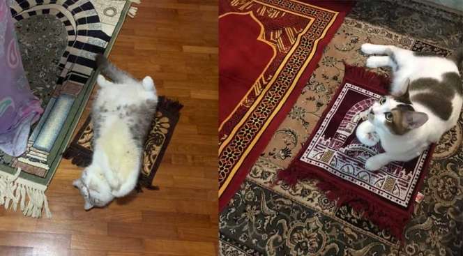 Begini Nih Jadinya Kalau Kucing Diajakin Sholat Tarawih, Goler-Goler Doang Kan!