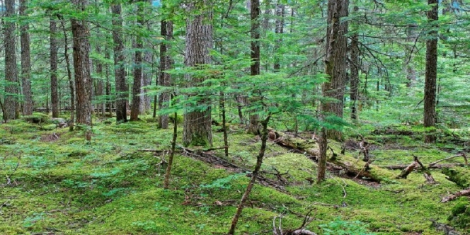 Bikin Merinding, Ini Video Tanah Hutan di Kanada yang Terlihat Seperti Sedang Bernafas!