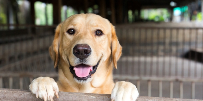 Peneliti Latih Penciuman Anjing untuk Deteksi Covid-19 pada Manusia, Apakah Mungkin?