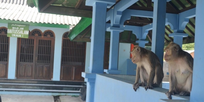 Masjid Ini Dihuni Oleh Ratusan Monyet Keramat, Dipercaya Sebagai Perwujudan Santri yang Dikutuk?