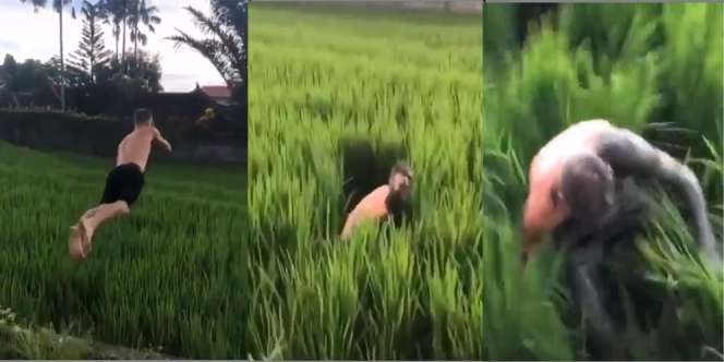 Memicu Keributan di Bali, Turis Asing Ini Melompat ke Sawah yang Ditanami Padi