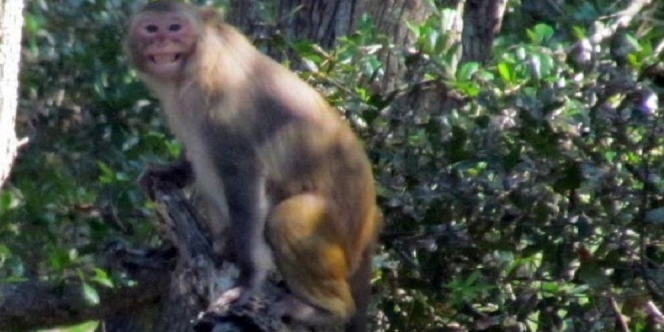 Bukannya Dihuni Manusia, Pulau Ini Justru Dikuasai Oleh Ribuan Monyet