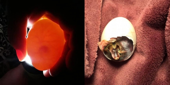 Wanita Ini Berhasil Menetaskan Telur Bebek di Dalam Bra Selama 35 Hari, Fungsi Lain Sebuah Kutang