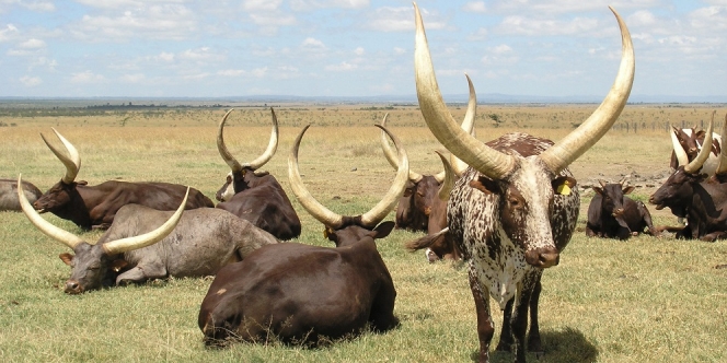 Di Tengah Pandemi Corona, Taman Safari di Kenya Ini Tetap Buka lho