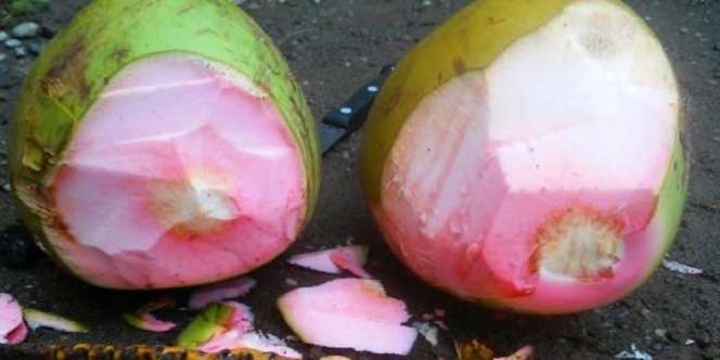 Langka! Kelapa Hijau Ini Serabutnya Warna Pink, Khasiatnya Segudang