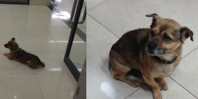 3 bulan Setia Menunggu, Anjing Ini Tak Tahu Pemilik Meninggal karena Corona