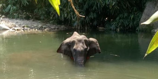 Dijebak Makan Nanas yang Diisi Petasan, Gajah Hamil di India Ini Mati Mengenaskan