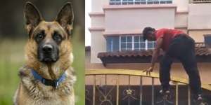 Viral Video Kocak Seorang Kurir Ketakutan Sampai Panjat Pagar Gara-Gara Takut Anjing