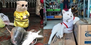 9 Potret Kucing Lagi Jaga Dagangan, Kocak Santuy Banget!