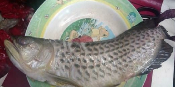 Pria Asal Sukoharjo Ini Menangis, Usai Ikan Arwananya Seharga Rp 2 Juta Digoreng Bapaknya