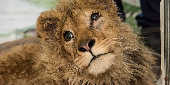 Kondisi Terkini Bayi Singa yang Kakinya Dipatahkan, Agar Mudah Diajak Foto Bareng Turis
