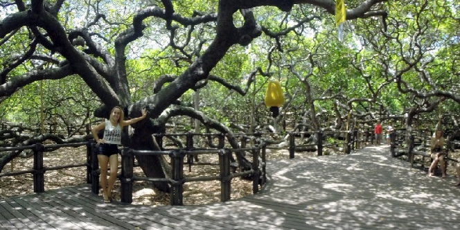 Dikira Hutan Mini, Ternyata Ini Adalah Pohon Jambu Monyet Terbesar di Dunia