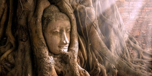 Melihat dari Dekat Keunikan Wat Mahathat, Patung Kepala Buddha yang Berada di dalam Pohon 