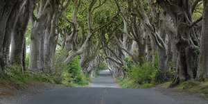 Angker Namun Indah, Begini Penampakan Dark Hedges yang Jadi Lokasi Shooting Game of Thrones