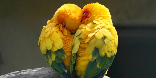 Jenis Lovebird Termahal yang Bisa Dijadikan Mahar, Ada yang Seharga Rumah Mewah!