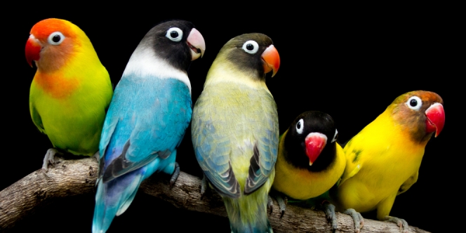 Uwu-nya 8 Jenis Warna Lovebird ini, yang Tampil Polos Justru Langka di Pasaran!