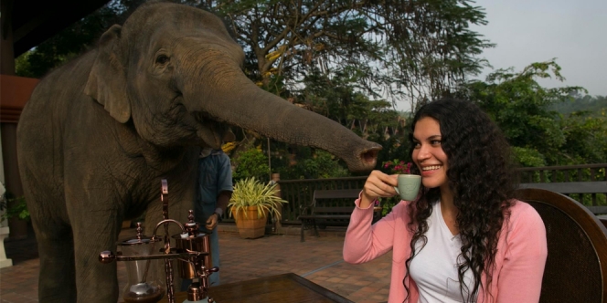 Saingi Kopi Luwak, Thailand Produksi Kopi Kotoran Gajah yang Harganya Capai 25 Juta Per Kilo!