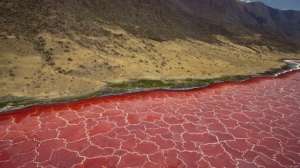 Danau Ini Punya Air yang Bisa Mengubah Hewan menjadi Batu