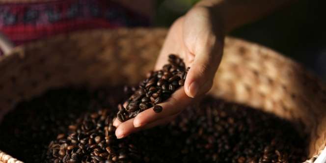 Jenis Kopi Robusta dan Arabika Itu Beda, Jangan Ngaku Coffee Lovers Kalau Nggak Tahu