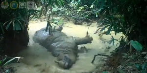 Jadi Hewan Langka, Tingkah Lucu Badak Jawa di Ujung Kulon Berhasil Tertangkap Kamera