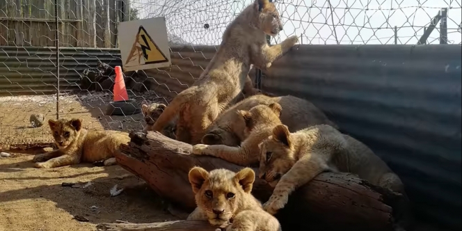 Sadis, 12.000 Singa Diternakkan Hanya Untuk Menjadi Target Berburu Para Turis