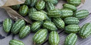 Cucamelon, Buah Unik yang Mirip Semangka Mini