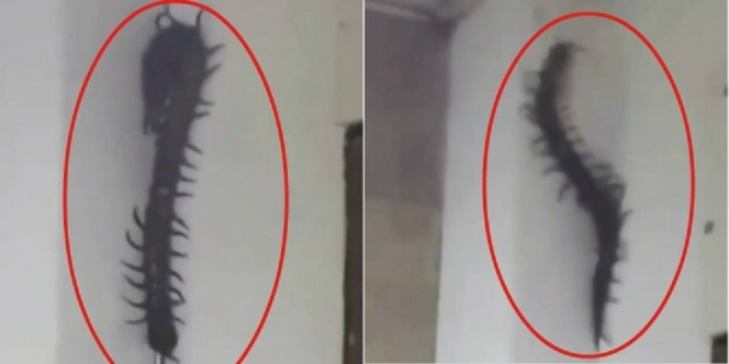 Viral Video Hewan Mirip Kelabang Raksasa di Dinding Toilet, Bikin Geger Warga