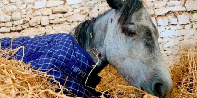 Sadis, Kuda Poni di Dublin Dipukuli Secara Brutal oleh Seorang Remaja Hingga Meregang Nyawa