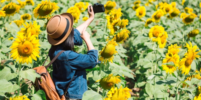 Fakta Unik Jenis Bunga Matahari, Dari Jadi Idola Pemburu Selfie Sampai Nama yang Penuh Arti