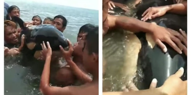 Dikira Lumba-Lumba, Paus Pembunuh Malah Dipeluki Pengunjung Pantai! Bercanda sama Maut Ini Mah
