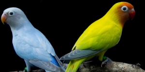 8 Jenis Lovebird Pastel Berwarna Kalem dengan Kicauan Merdu, Cocok Dipelihara di Rumah