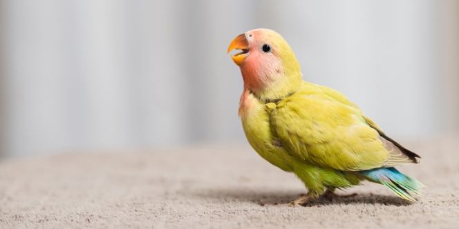 Jenis Lovebird Paling Bagus Buat Ikutan Lomba, Langganan Juara Harganya Bisa Ratusan Juta!